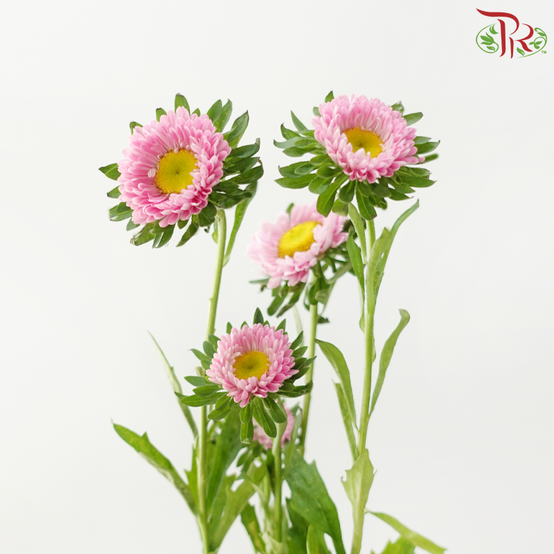 Aster - Pink (Per Bunch)