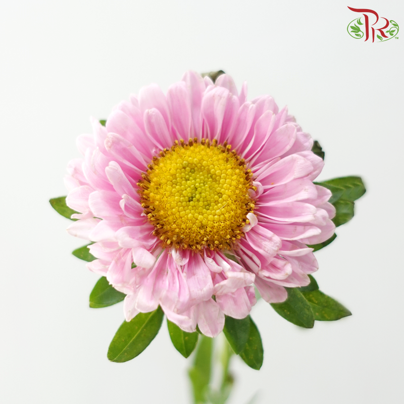 Aster - Pink (Per Bunch)