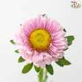 Aster - Pink (Per Bunch)