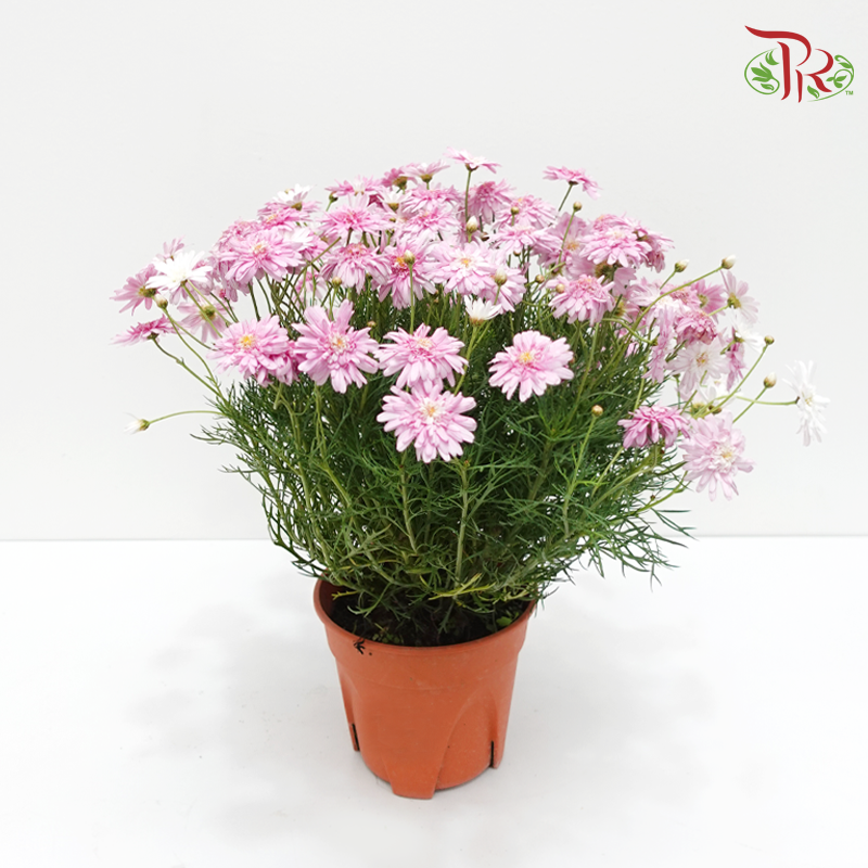 Aster Pot《翠菊》(With Colour Options)