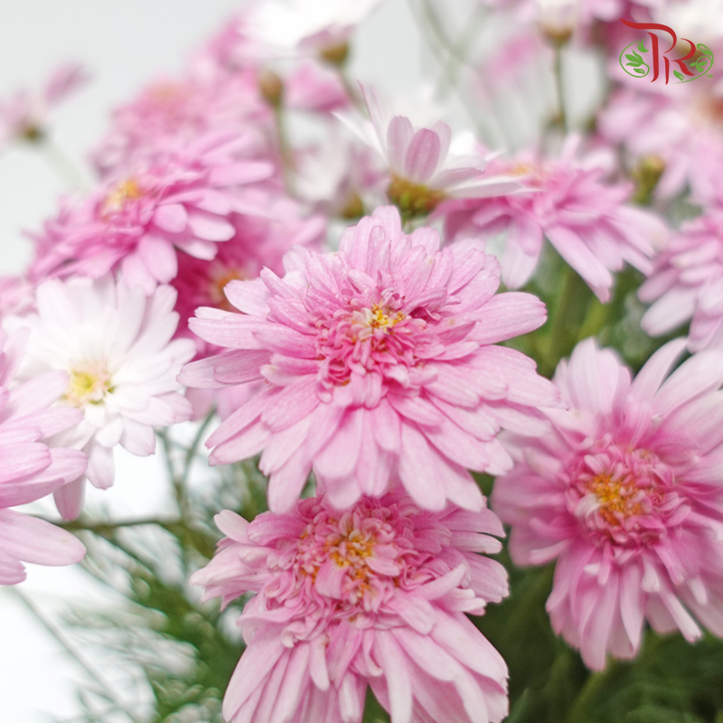 Aster Pot《翠菊》(With Colour Options)-Pudu Ria Florist-prflorist.com.my