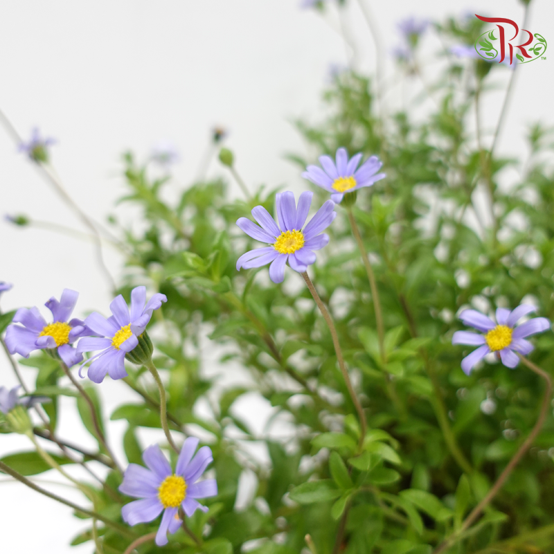 Aster Pot《翠菊》(With Colour Options)-Pudu Ria Florist-prflorist.com.my