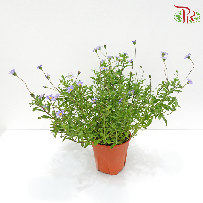 Aster Pot《翠菊》(With Colour Options)