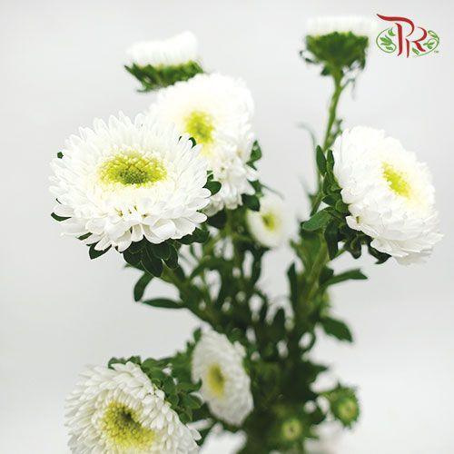 Aster - White (Per Bunch)-White-China-prflorist.com.my