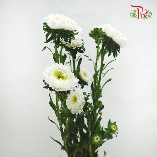 Aster - White (Per Bunch)-White-China-prflorist.com.my