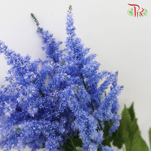 Astilbe - Blue (5 Stems)-Blue-Japan-prflorist.com.my
