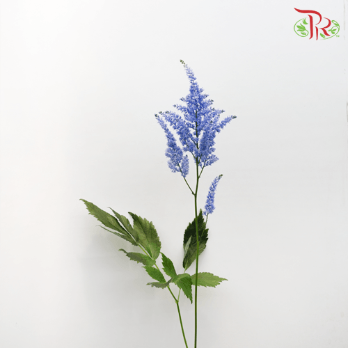 Astilbe - Blue (5 Stems)-Blue-Japan-prflorist.com.my