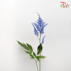 Astilbe - Blue (5 Stems)-Blue-Japan-prflorist.com.my