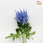 Astilbe - Blue (5 Stems)-Blue-Japan-prflorist.com.my