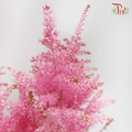Astilbe - Cherry Pink (5 Stems)-Pink-Japan-prflorist.com.my