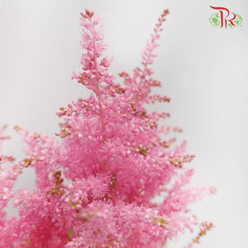 Astilbe - Cherry Pink (5 Stems)-Pink-Japan-prflorist.com.my