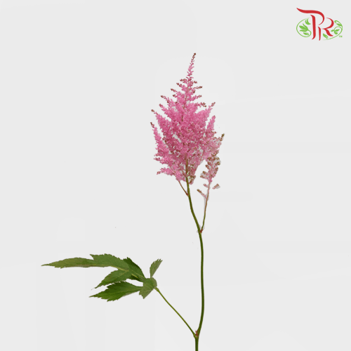Astilbe - Cherry Pink (5 Stems)-Pink-Japan-prflorist.com.my