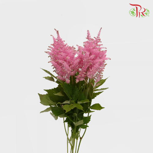 Astilbe - Cherry Pink (5 Stems)-Pink-Japan-prflorist.com.my
