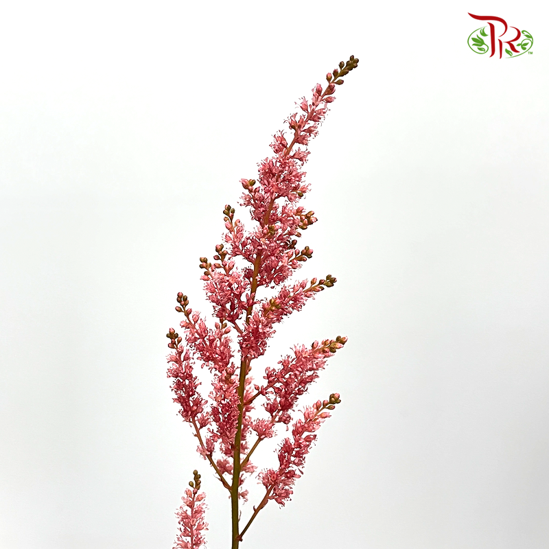 Astilbe - Dusty Red (5 Stems)-Japan-prflorist.com.my