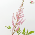 Astilbe - Europa (5 Stems)-Light Pink-Netherland-prflorist.com.my
