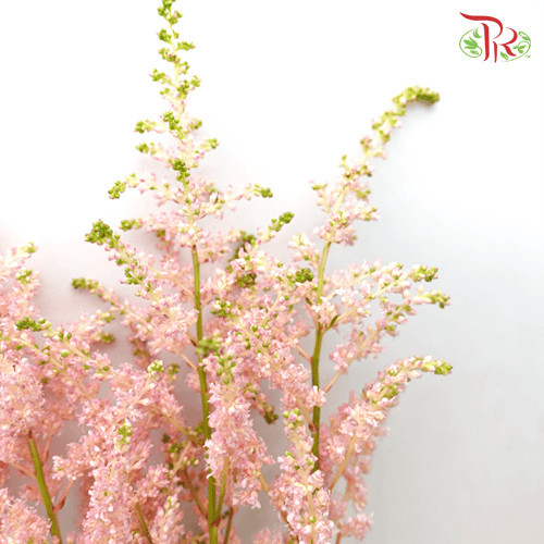Astilbe - Light Pink (5 Stems)-Pink-Netherland-prflorist.com.my
