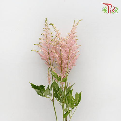 Astilbe - Light Pink (5 Stems)-Pink-Netherland-prflorist.com.my