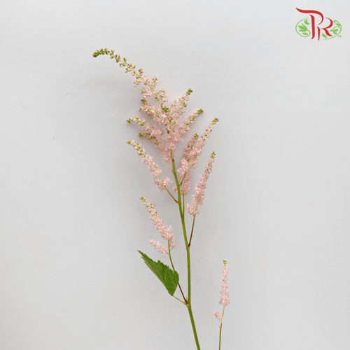 Astilbe - Light Pink (5 Stems)-Pink-Netherland-prflorist.com.my