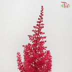 Astilbe - Red (5 Stems)-Red-Netherland-prflorist.com.my