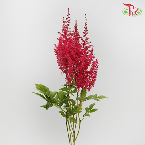Astilbe - Red (5 Stems)-Red-Netherland-prflorist.com.my