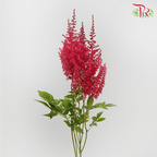 Astilbe - Red (5 Stems)-Red-Netherland-prflorist.com.my