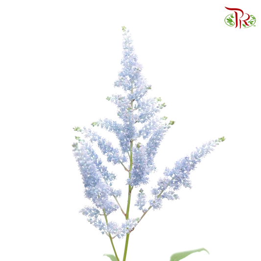 Astilbe - Teal Blue (5 Stems)-Blue-Japan-prflorist.com.my