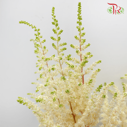 Astilbe - White (5 Stems)-White-Japan-prflorist.com.my