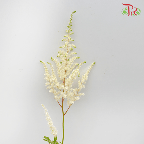 Astilbe - White (5 Stems)-White-Japan-prflorist.com.my