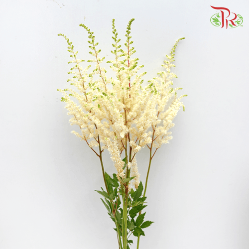 Astilbe - White (5 Stems)-White-Japan-prflorist.com.my