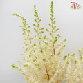 Astilbe - White (5 Stems)-White-Netherland-prflorist.com.my