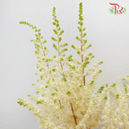 Astilbe - White (5 Stems)-White-Netherland-prflorist.com.my