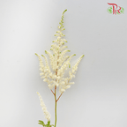Astilbe - White (5 Stems)-White-Netherland-prflorist.com.my