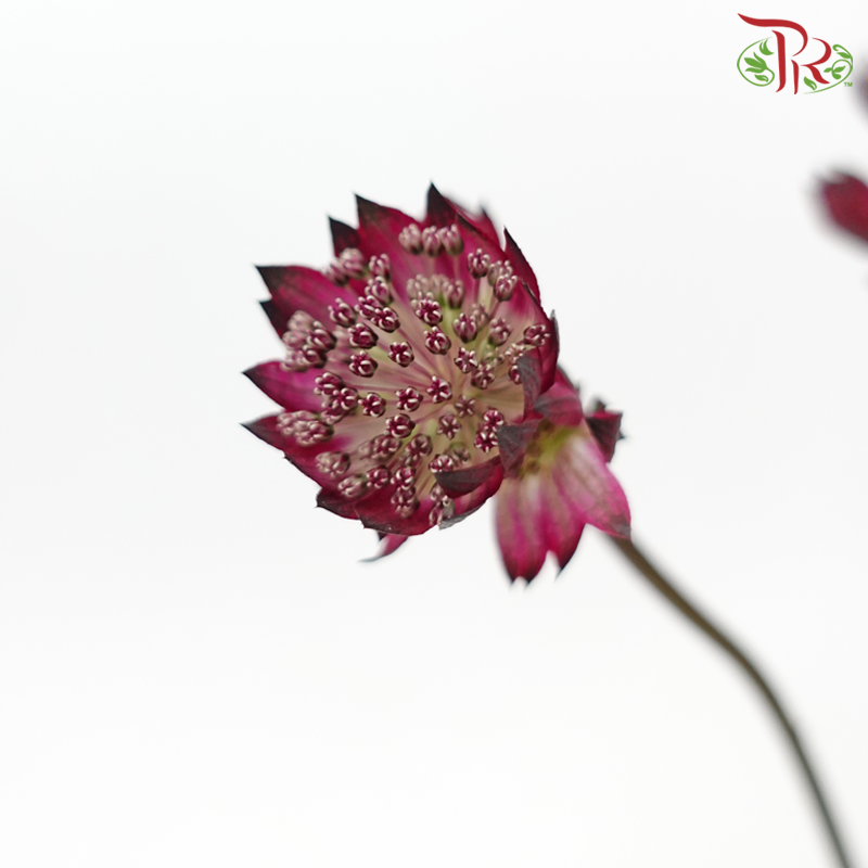 Astrantia - Dark Purple (5 Stems)-Dark Purple-Netherland-prflorist.com.my