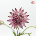 Astrantia - Light Purple (5 Stems)-Purple-Netherland-prflorist.com.my
