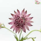 Astrantia - Light Purple (5 Stems)-Purple-Netherland-prflorist.com.my