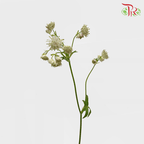 Astrantia - White (10 Stems)-White-Ecd-prflorist.com.my