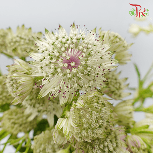 Astrantia - White (5 Stems)-White-Netherland-prflorist.com.my