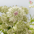 Astrantia - White (5 Stems)-White-Netherland-prflorist.com.my