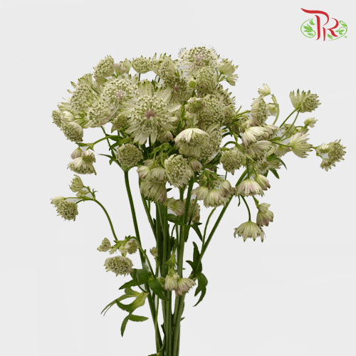 Astrantia - White (5 Stems)-White-Netherland-prflorist.com.my
