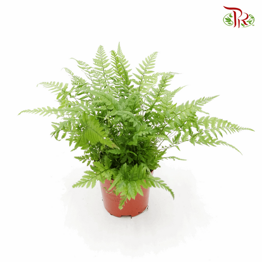 Athyrium 《蹄盖蕨》-Pudu Ria Florist-prflorist.com.my
