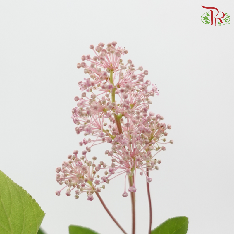 Australia Tea (Per Bunch)-China-prflorist.com.my