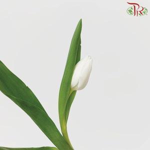 Tulip - Royal Virgin (5 Stems / 10 Stems)