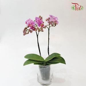 Mini Double Stems Phalaenopsis Orchid - Light Purple (Without Vase)