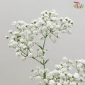 Baby Million Star / Big Bud (Baby's Breath) - (Per Bunch)-White-Malaysia-prflorist.com.my
