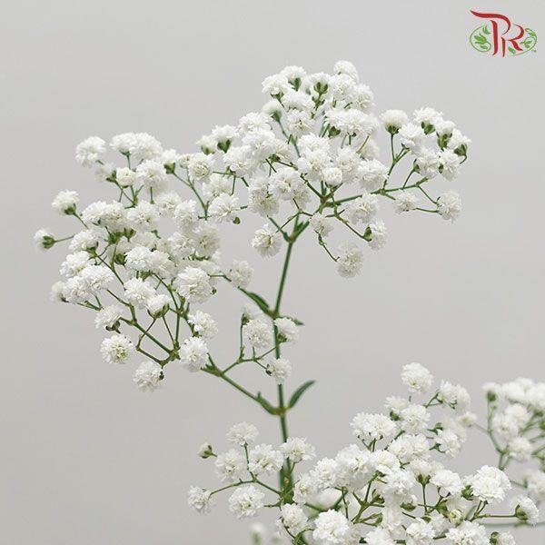 Baby Million Star / Big Bud (Baby's Breath) - (Per Bunch)-White-Malaysia-prflorist.com.my