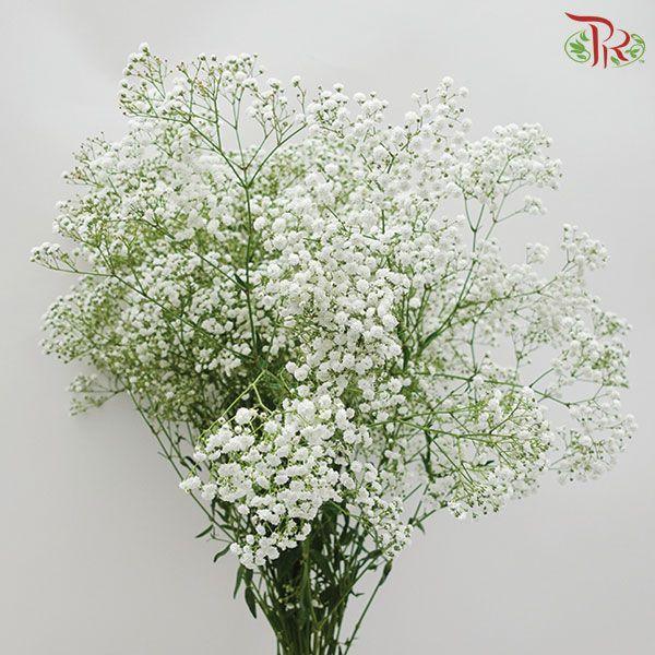 Baby Million Star / Big Bud (Baby's Breath) - (Per Bunch)-White-Malaysia-prflorist.com.my