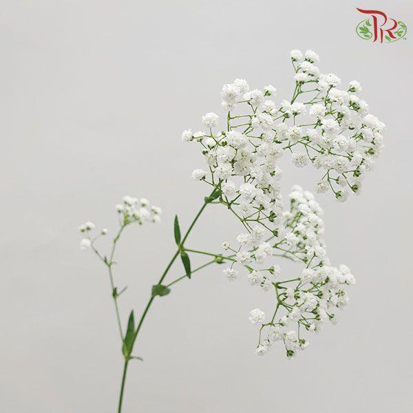 Baby Million Star / Big Bud (Baby's Breath) - (Per Bunch)-White-Malaysia-prflorist.com.my