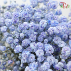 Baby's Breath - Bright Blue (0.4-0.5 kg)-Blue-China-prflorist.com.my
