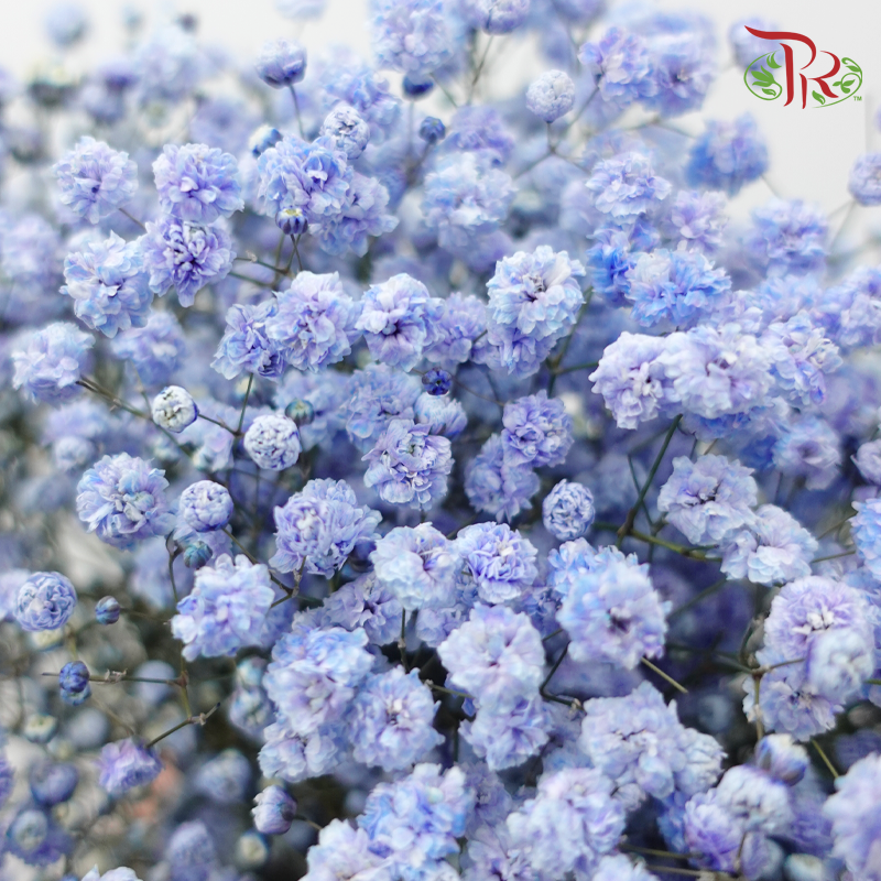 Baby's Breath - Bright Blue (0.4-0.5 kg)-Blue-China-prflorist.com.my