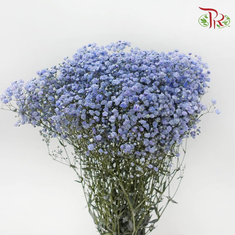 Baby's Breath - Bright Blue (0.4-0.5 kg)-Blue-China-prflorist.com.my